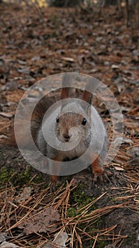 Squirrel's on the prowl