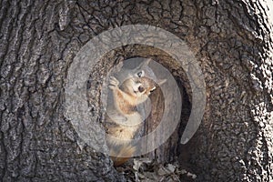 Squirrel`s salute / Istanbul / TURKEY