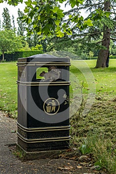 Squirrel scavenging for food in a park in London - 2