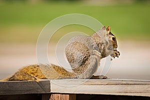 Squirrel Sciuridae