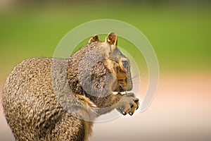 Squirrel Sciuridae With Green Background