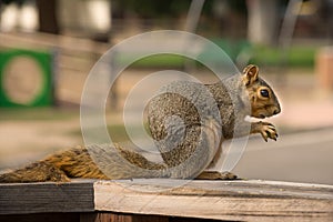 Squirrel Sciuridae With Playground Background