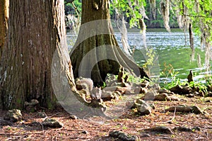 Squirrel Sciuridae Sitting on Cypress Tree Knee