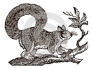 Squirrel sciurus with bushy tail in side view sitting on a branch