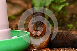 Squirrel, Sciurus vulgaris baby sitting and eating