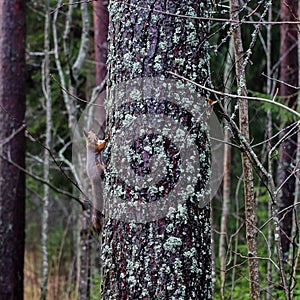 Squirrel Sciurus vulgaris climbing a tree in Finland, Kouvola photo