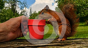 Squirrel, Sciurus vulgaris in closeup, is fed with a mug