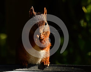 Squirrel, Sciurus vulgaris in closeup, posing in bright morning light