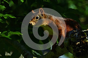 Squirrel, Sciurus vulgaris in closeup, posing in bright morning light