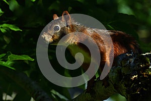 Squirrel, Sciurus vulgaris in closeup, posing in bright morning light