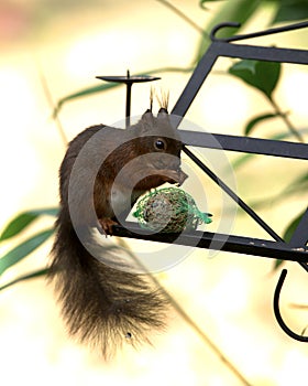 Squirrel / Sciurus vulgaris. A little thief on the bird feed place.