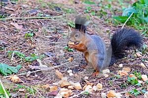 Squirrel Sciurus vulgaris in search of food wildlife