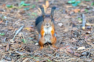 Squirrel Sciurus vulgaris in search of food wildlife