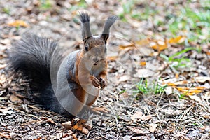 Squirrel Sciurus vulgaris in search of food wildlife