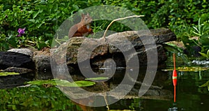 Squirrel, Sciurus vulgaris sitting and fishing in a garden pond in Sweden.