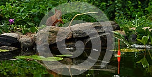 Squirrel, Sciurus vulgaris sitting and fishing in a garden pond in Sweden.