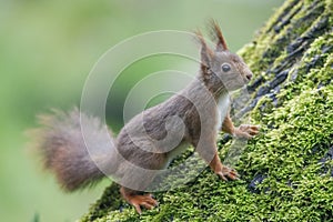 Squirrel (Sciurus vulgaris), sitting on a walnut tree with moss