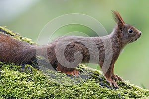 Squirrel (Sciurus vulgaris), sitting on a walnut tree with moss