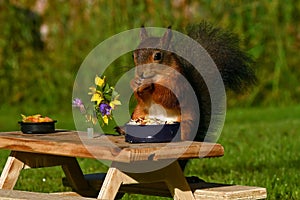 Squirrel, Sciurus vulgaris, who got her own breakfast table with flowers and food served on a garden table