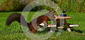 Squirrel, Sciurus vulgaris, who got her own breakfast table with flowers and food served on a garden table