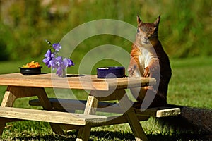 Squirrel, Sciurus vulgaris, who got her own breakfast table with flowers and food served on a garden table