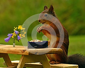 Scoiattolo, quale lui ha suo colazione tavolo fiori un pasto serviamo sul giardino tavolo 