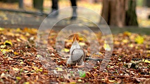 A squirrel searches for food in fallen yellow leaves in a city park in autumn.