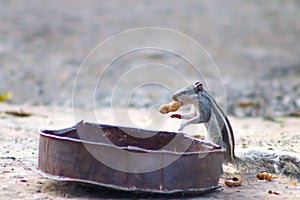 Squirrel seating and eating a peanut