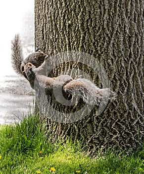 Squirrel Shenanigans Playful Wrestling on Tree photo