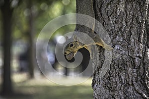 Squirrel on the side of a Tree with a Nut in his Mouth