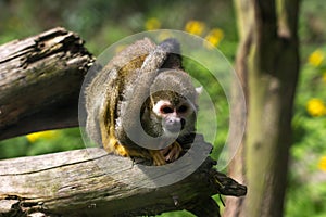 Squirrel simian monkey