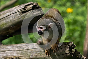 Squirrel simian monkey