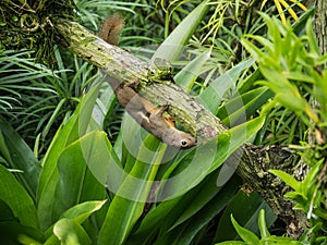 Squirrel at Singapore Botanical Gardens