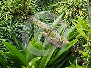 Squirrel at Singapore Botanical Gardens