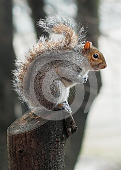 Squirrel sit down observe the forest photo