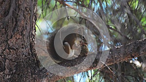 Squirrel sits atop a tree branch and chews a pine corn like corn on the cob