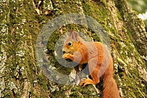 A squirrel sits in an autumn park and eats a nut. Sciurus. Rodent. Beautiful red squirrel on a tree