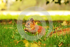 The squirrel sits in the autumn park and eats. Sciurus. Rodent. Beautiful red squirrel in the park