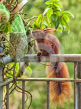 Squirrel sits on a balcony edge and eats the nuts that are hung there, with a dimly wooded background