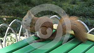 A squirrel sits on a bench and eats a nut