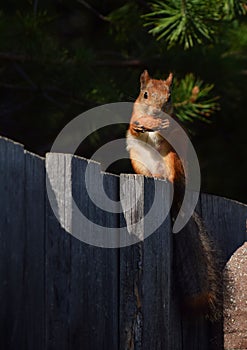 Squirrel eats nut on the fence and pine branches