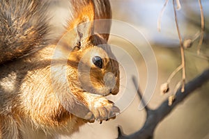 A squirrel sits and eats nuts