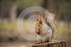 A squirrel sits and eats nuts in the park.