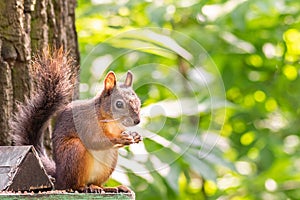 The squirrel sits on a feeding trough
