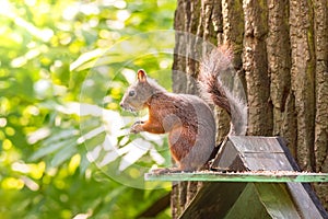 The squirrel sits on a feeding trough