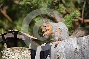 Squirrel sits on the fence and eats nut