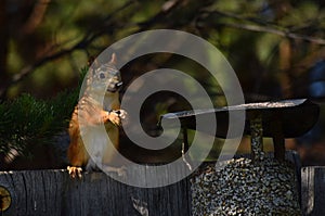 Squirrel sits on the fence and eats nut