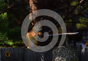 Squirrel sits on the fence and eats nut