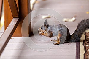 Squirrel sits on the floor of the veranda and gnaws nuts