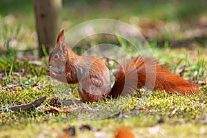 Squirrel sits on the grass in the park and eats a nut